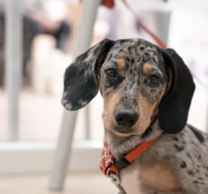 zootecnica jerezana clinica veterinaria en jerez
