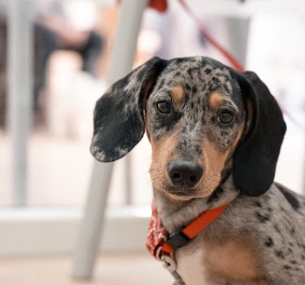 zootecnica jerezana clinica veterinaria en jerez