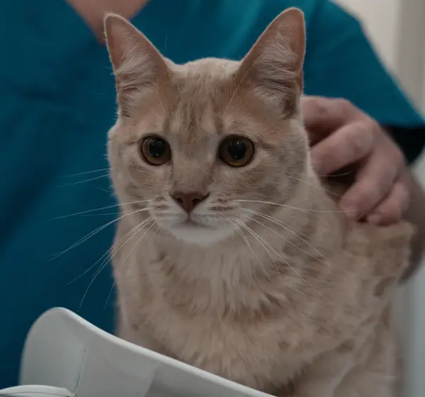 medicina felina top