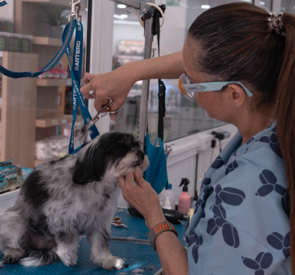 Peluqueria canina en Jerez 3