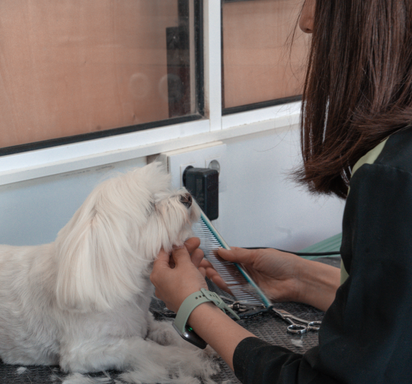 Peluqueria canina en Jerez 4