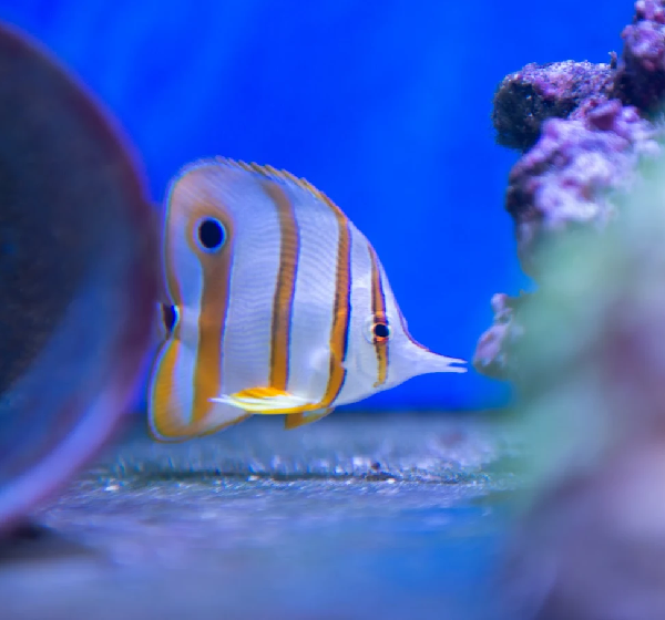 tienda de animales peces en jerez