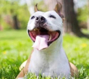 Síntomas de golpe de calor en perros_ cómo reconocerlos a tiempo